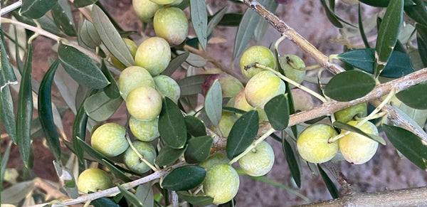 Can I eat an olive straight from the tree?